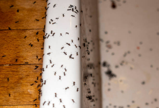 Best Pest Prevention Services  in Arapahoe, NE